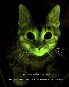 Genetically modified cat from The Infinity Engine - 2010